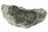 Bargain, Gerastos Trilobite Fossils (Grade C) - Photo 2